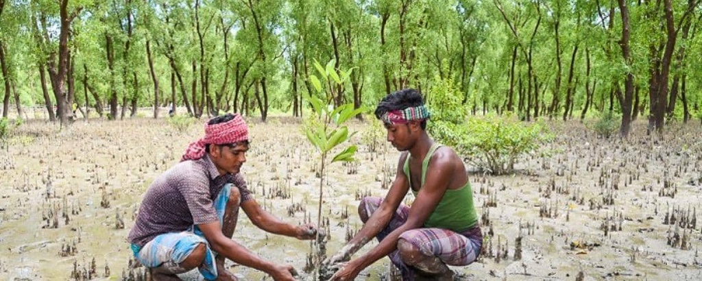 Introduction to coastal afforestation in South-Central Coast of Bangladesh