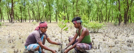 Introduction to coastal afforestation in South-Central Coast of Bangladesh